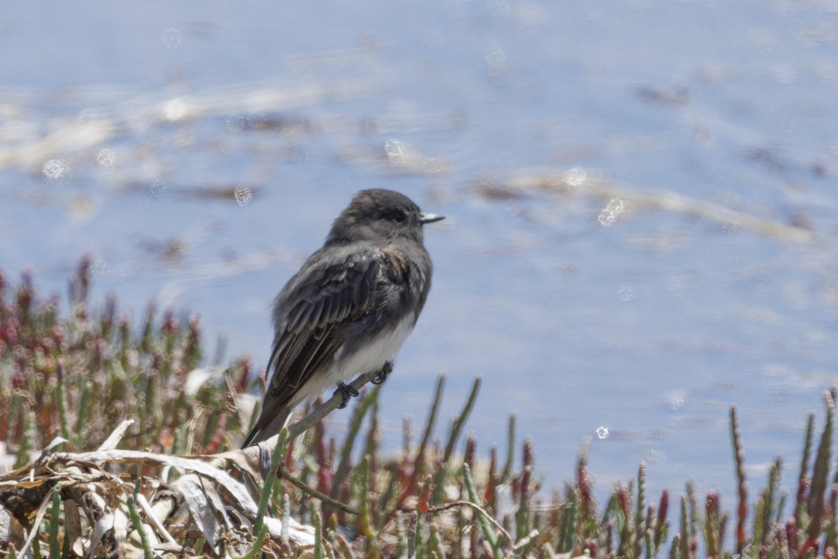 Black Phoebe - ML646558096