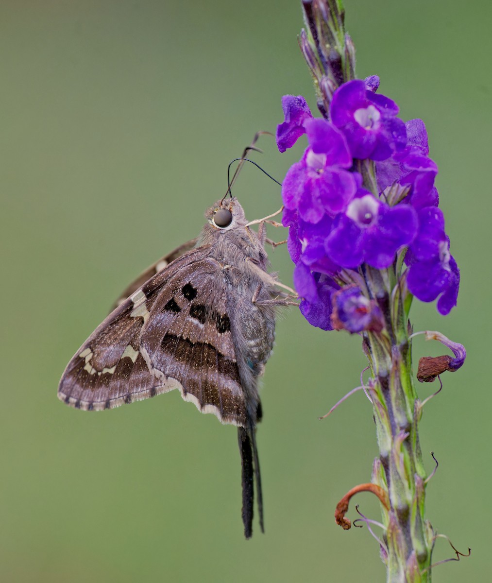 オナガセセリ - ML646558097