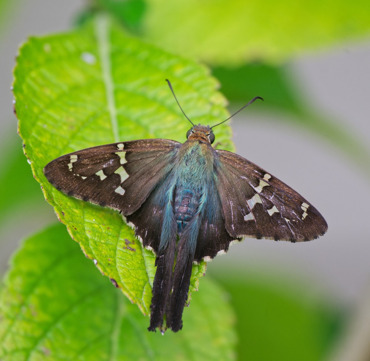 オナガセセリ - ML646558098