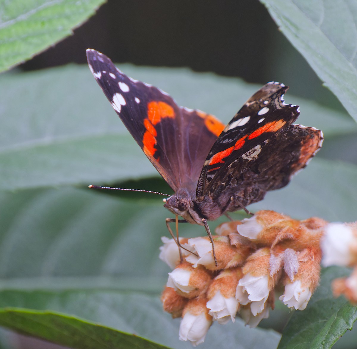 ヨーロッパアカタテハ - ML646558101