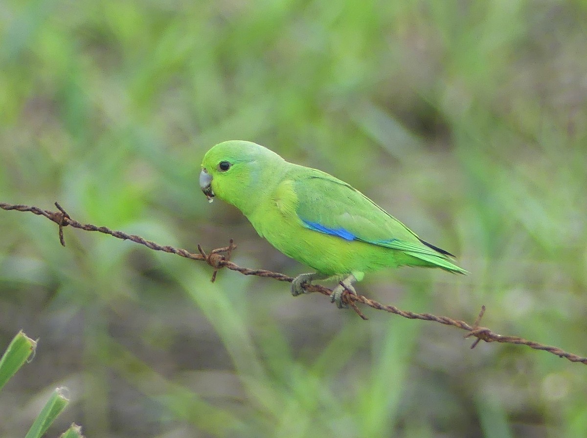 Cotorrita Aliazul - ML646558102
