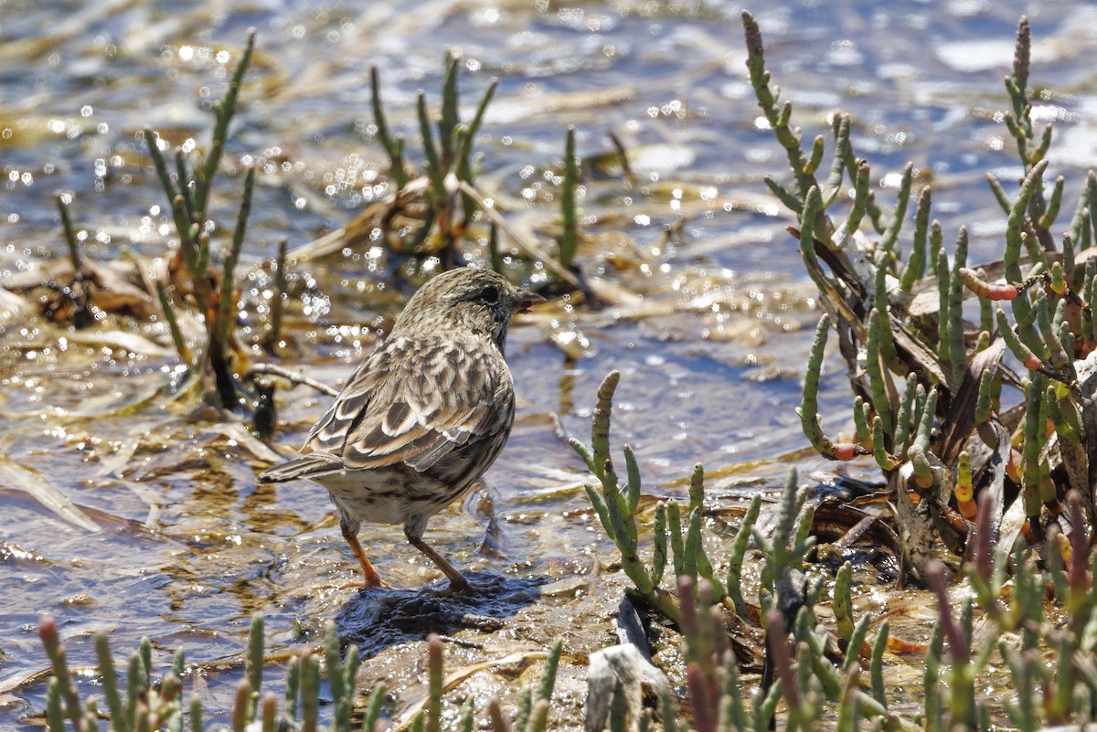 Savannah Sparrow - ML646558111