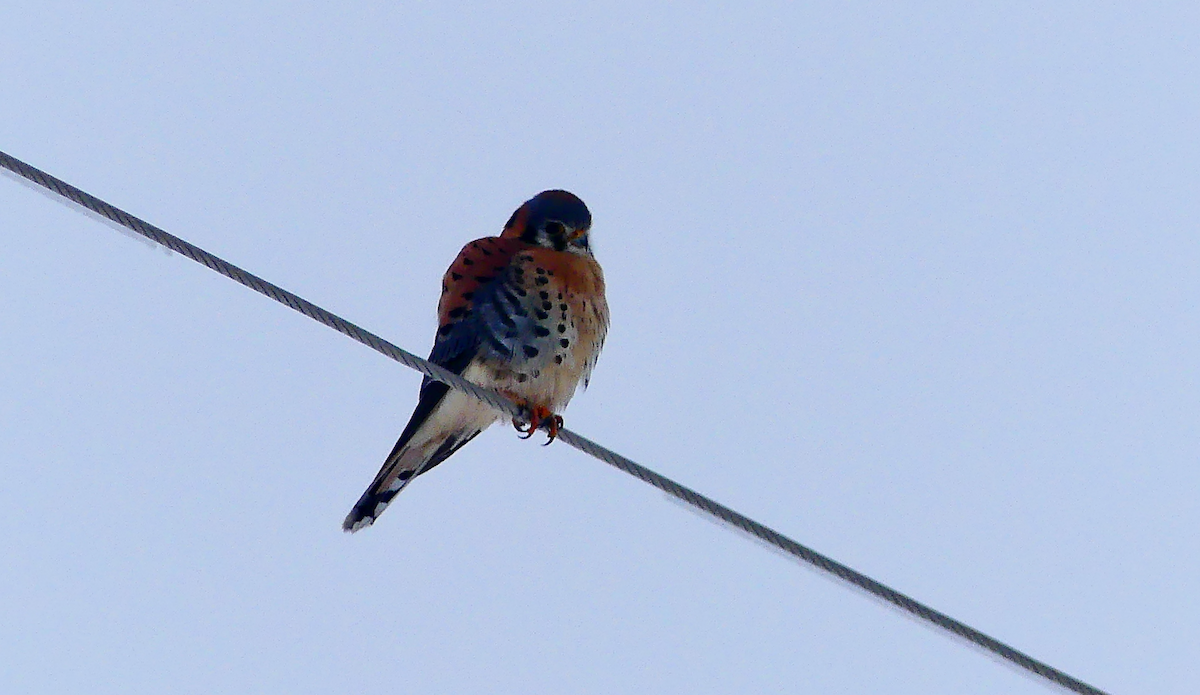 Buntfalke - ML646558112