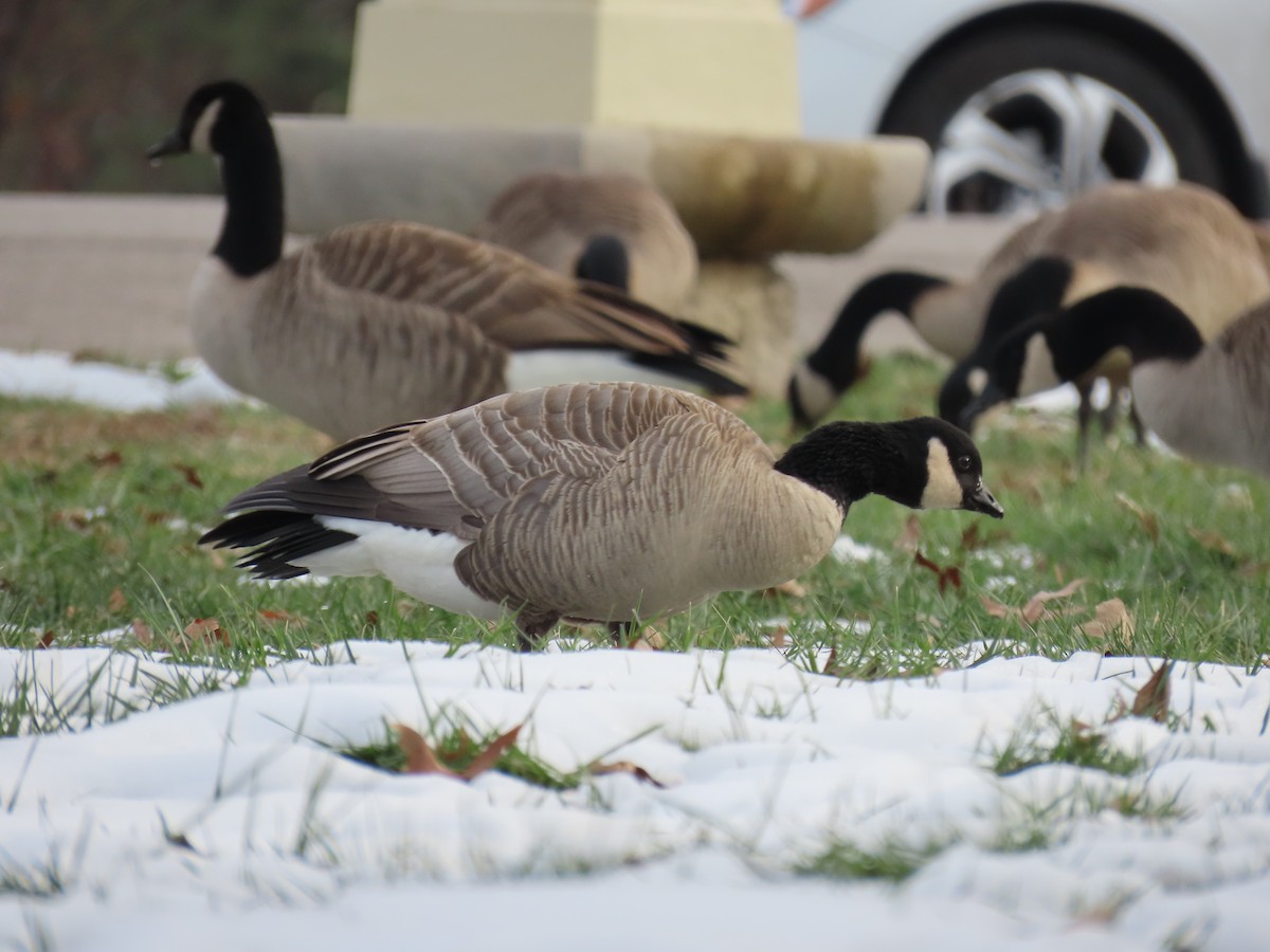 berneška malá - ML646558113