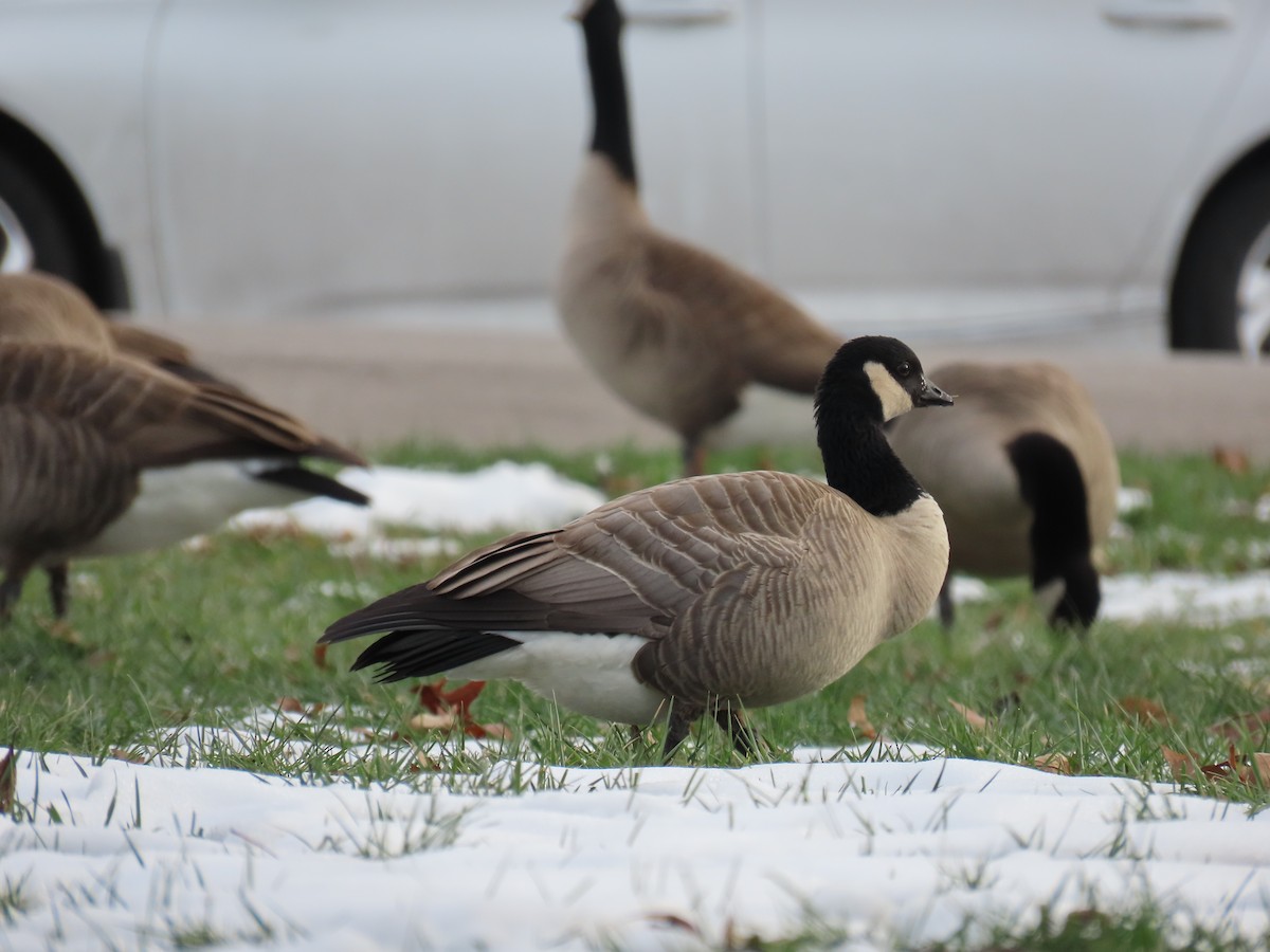 berneška malá - ML646558114