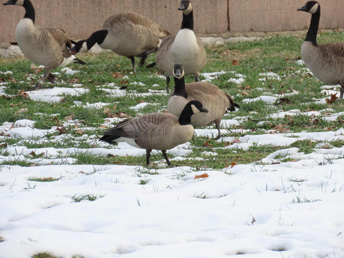 berneška malá - ML646558115