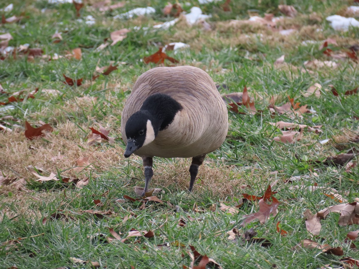 berneška malá - ML646558116