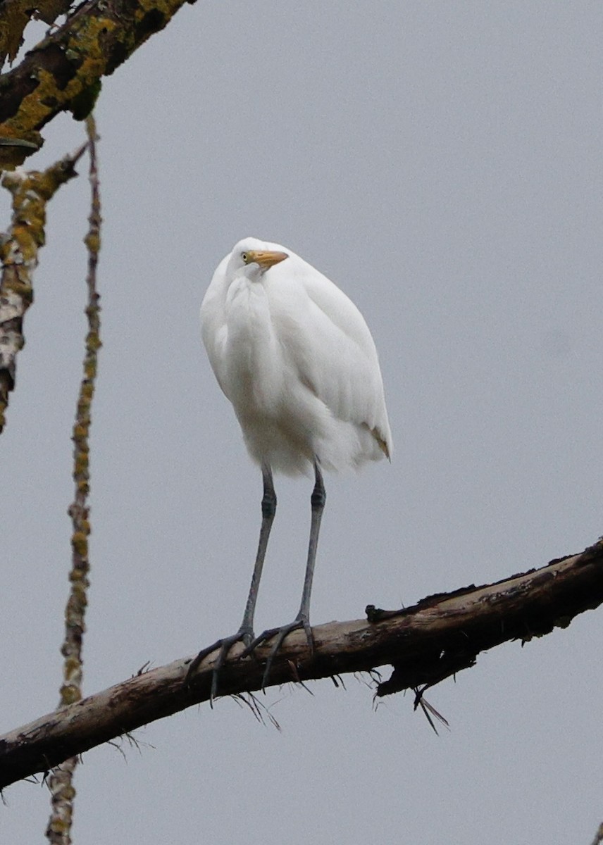 Great Egret - ML646558117