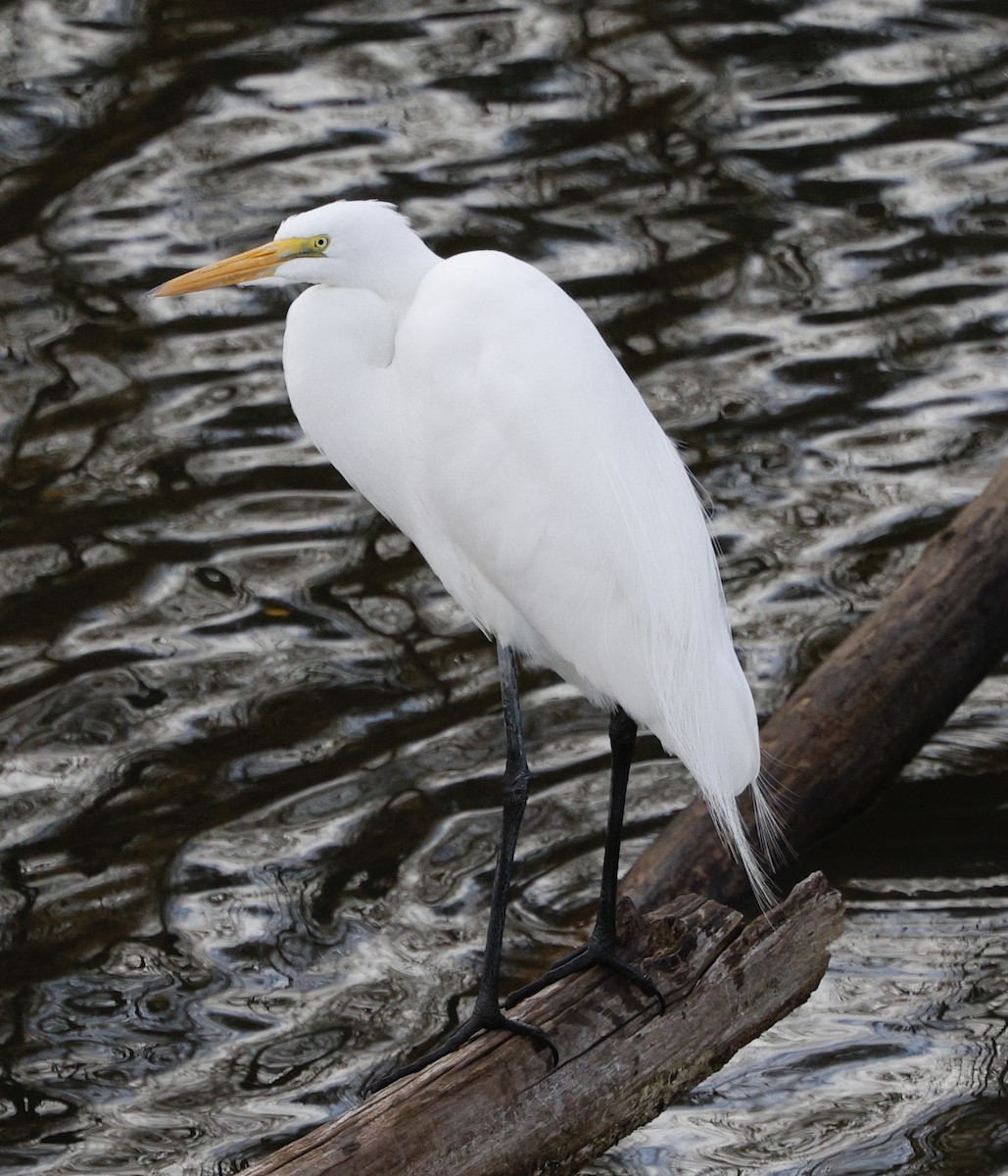Great Egret - ML646558118