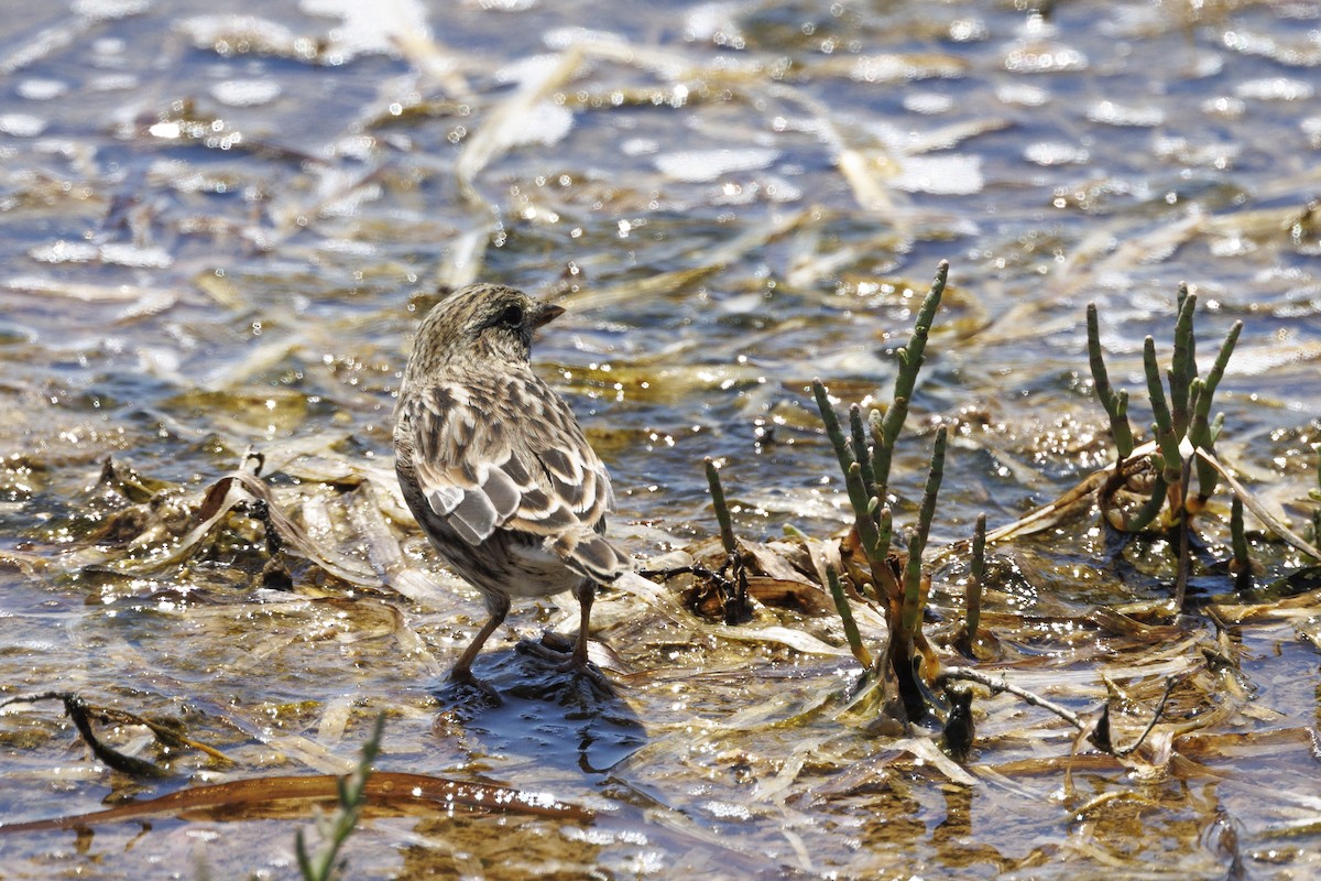 Savannah Sparrow - ML646558121