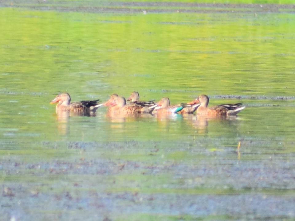 Northern Shoveler - ML646558122