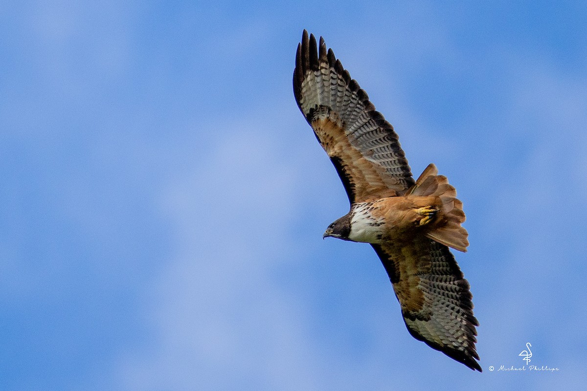 Red-tailed Hawk - ML646558124
