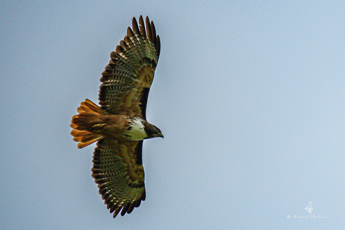 Red-tailed Hawk - ML646558125