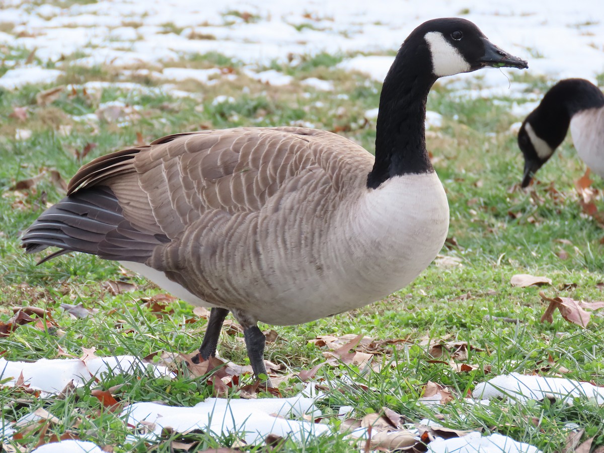 Canada Goose - ML646558126