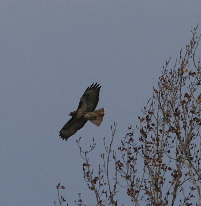 Red-tailed Hawk - ML646558129