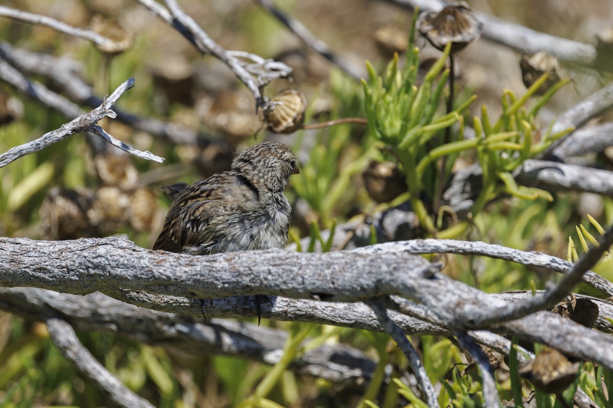 Savannah Sparrow - ML646558130