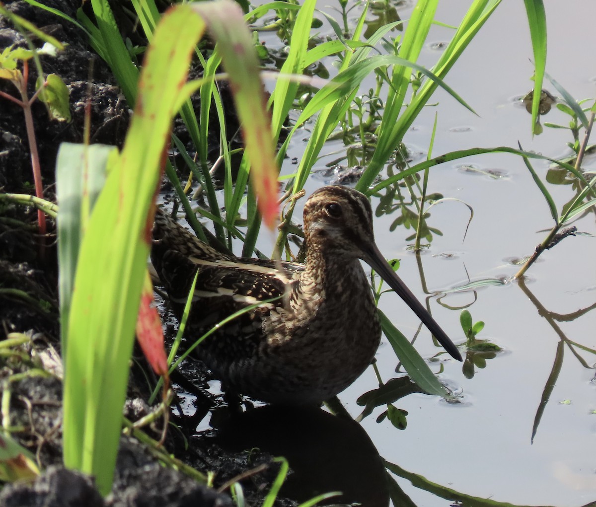 Bécassine de Wilson - ML646558131