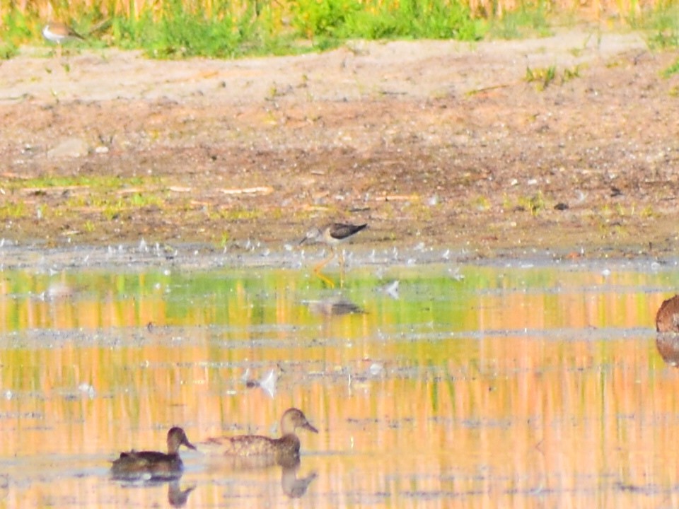 Wilson's Phalarope - ML646558132