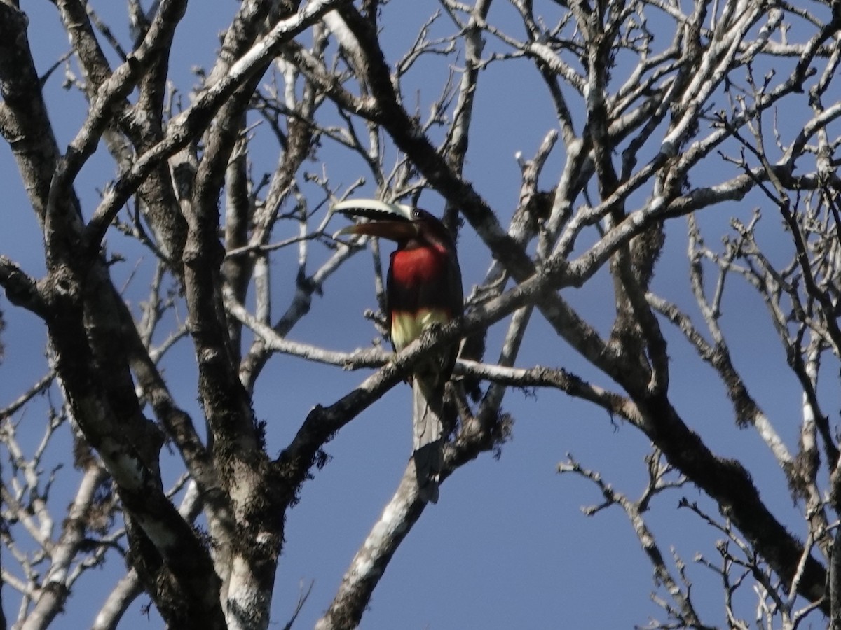 Ivory-billed Aracari - ML646558133