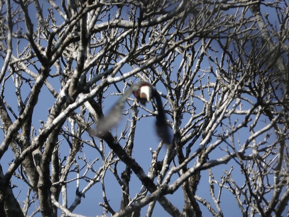 Ivory-billed Aracari - ML646558134