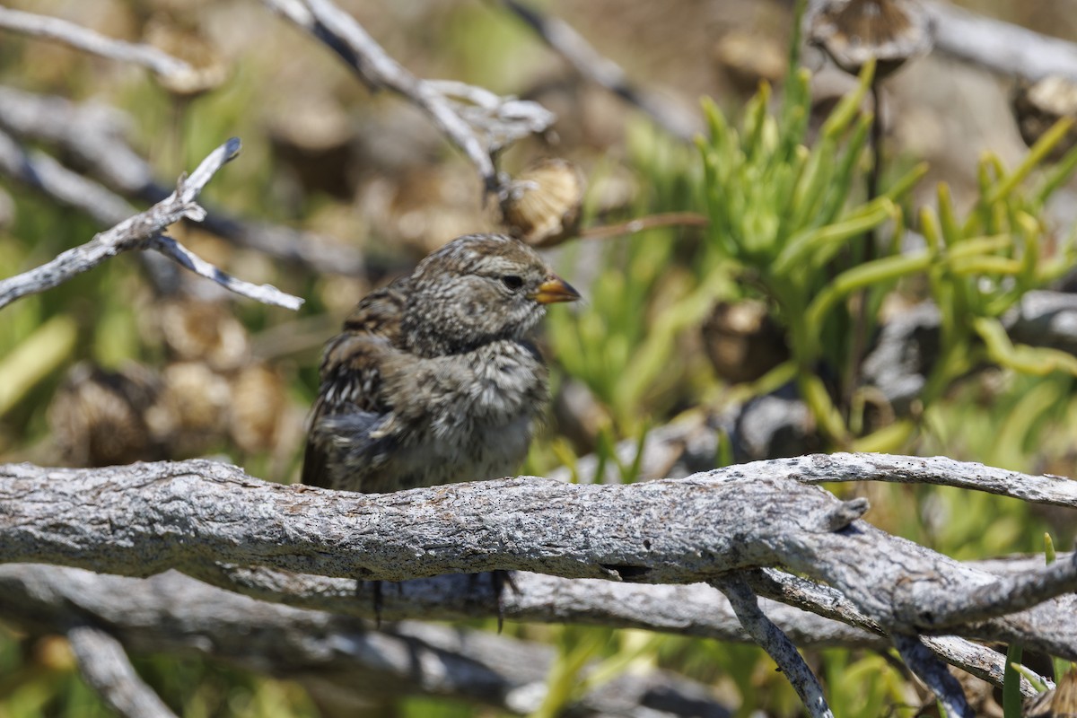 Savannah Sparrow - ML646558135