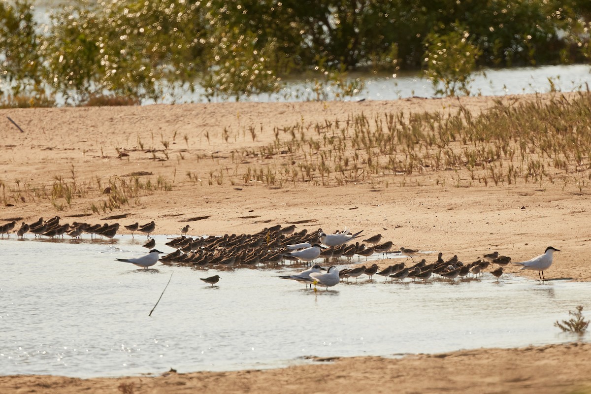 Australian Tern - ML646558136