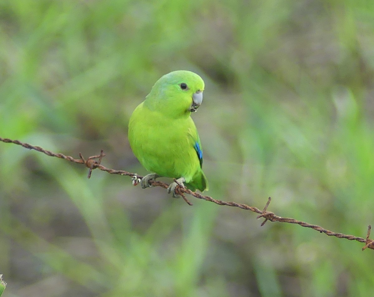 Cobalt-rumped Parrotlet - ML646558137