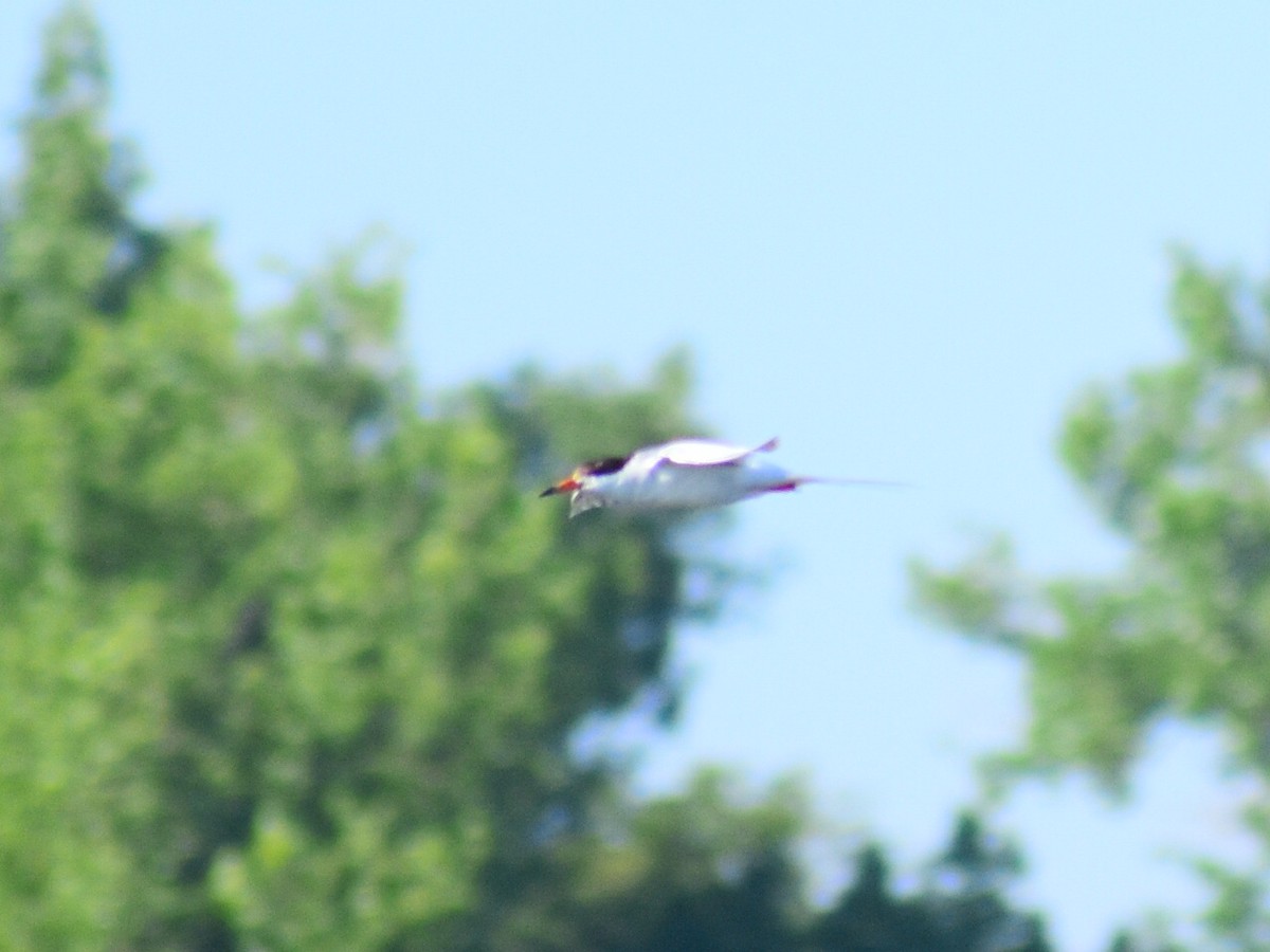 Forster's Tern - ML646558138