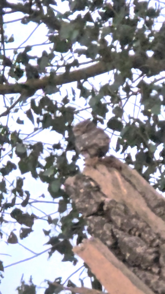 kirkeugle - ML646558139