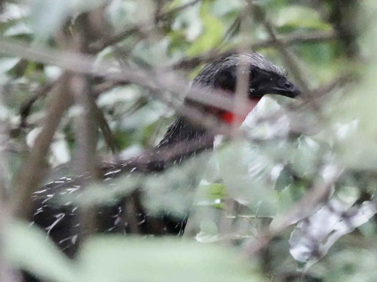 Spix's Guan - ML646558141