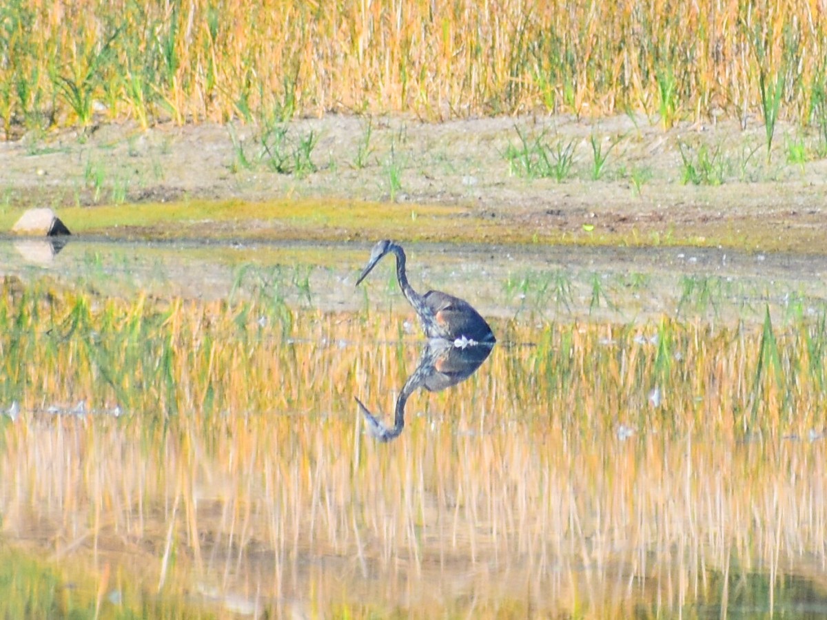 Great Blue Heron (Great Blue) - ML646558142