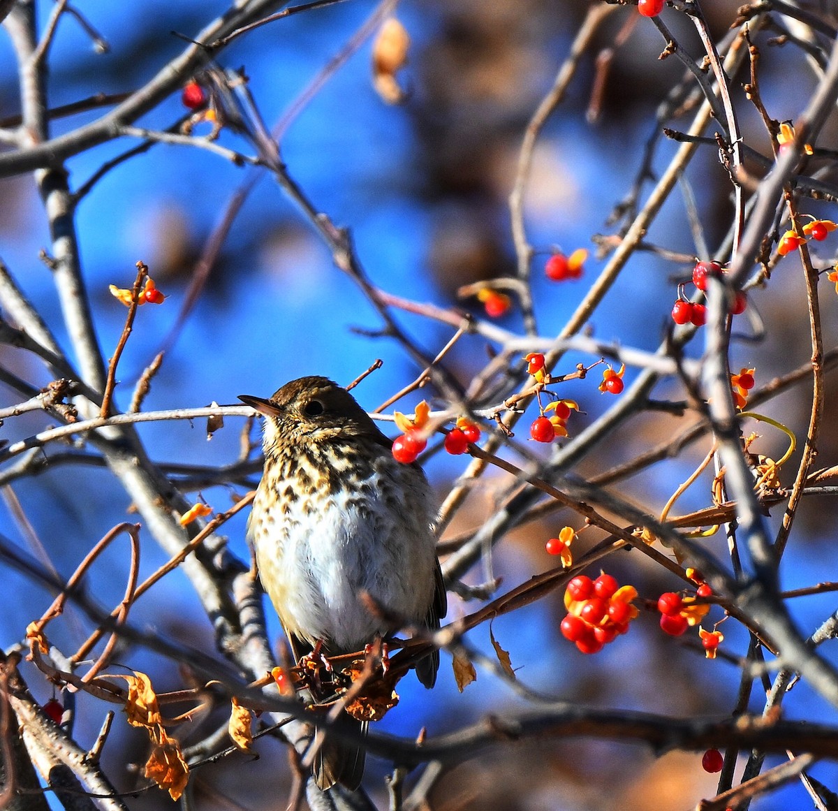 Hermit Thrush - ML646558143