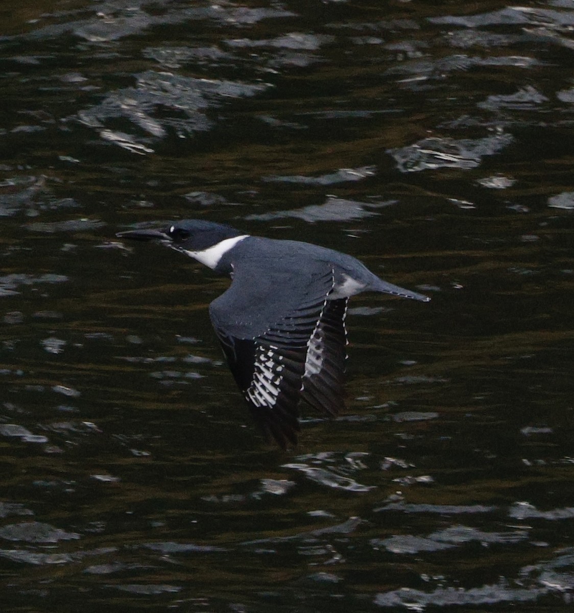 Martín Gigante Norteamericano - ML646558149