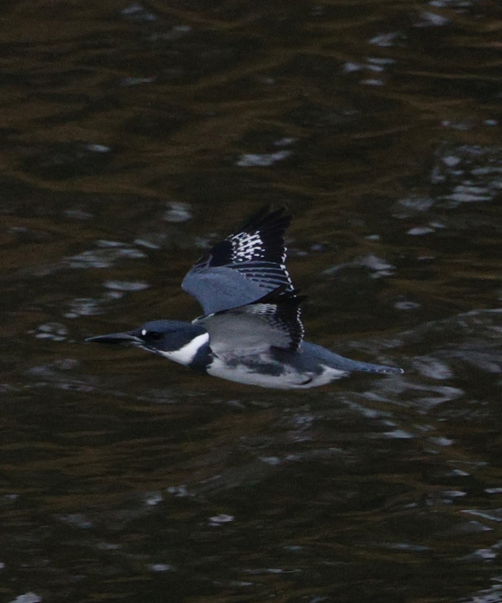 Martín Gigante Norteamericano - ML646558150