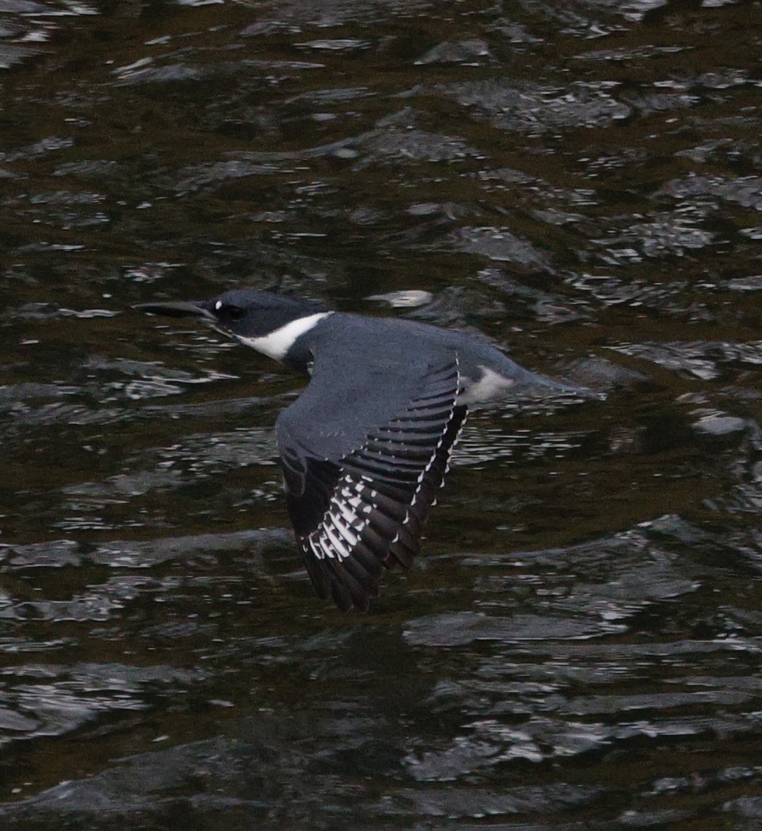 Martín Gigante Norteamericano - ML646558151
