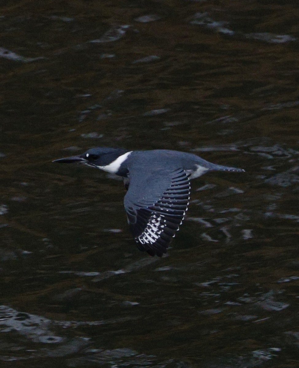 Martín Gigante Norteamericano - ML646558152