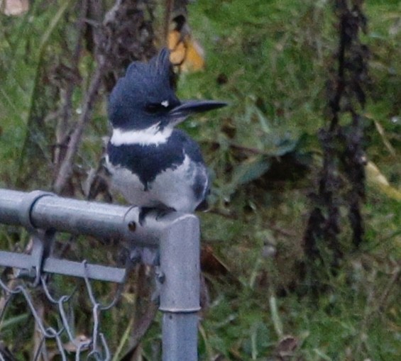 Martín Gigante Norteamericano - ML646558154