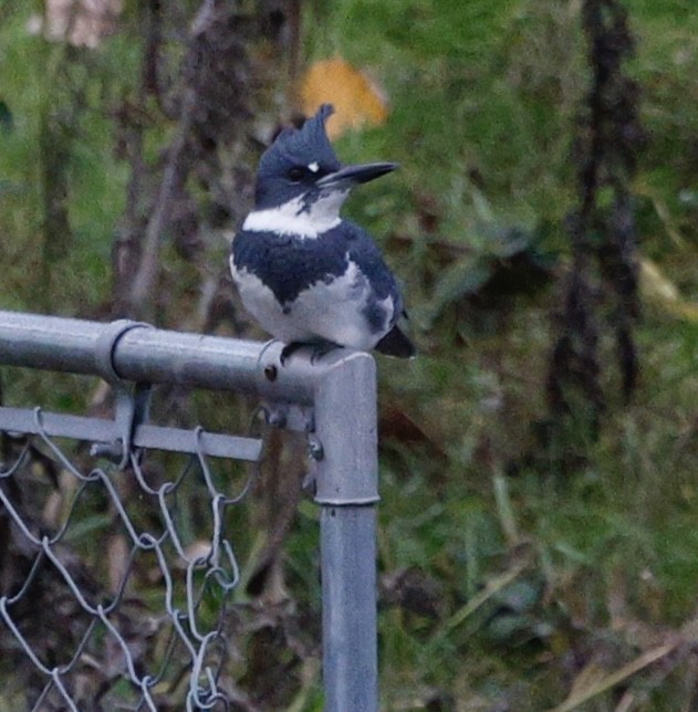 Martín Gigante Norteamericano - ML646558156