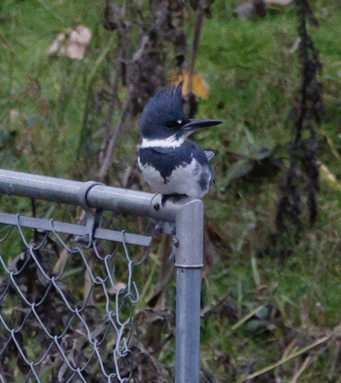 Martín Gigante Norteamericano - ML646558157