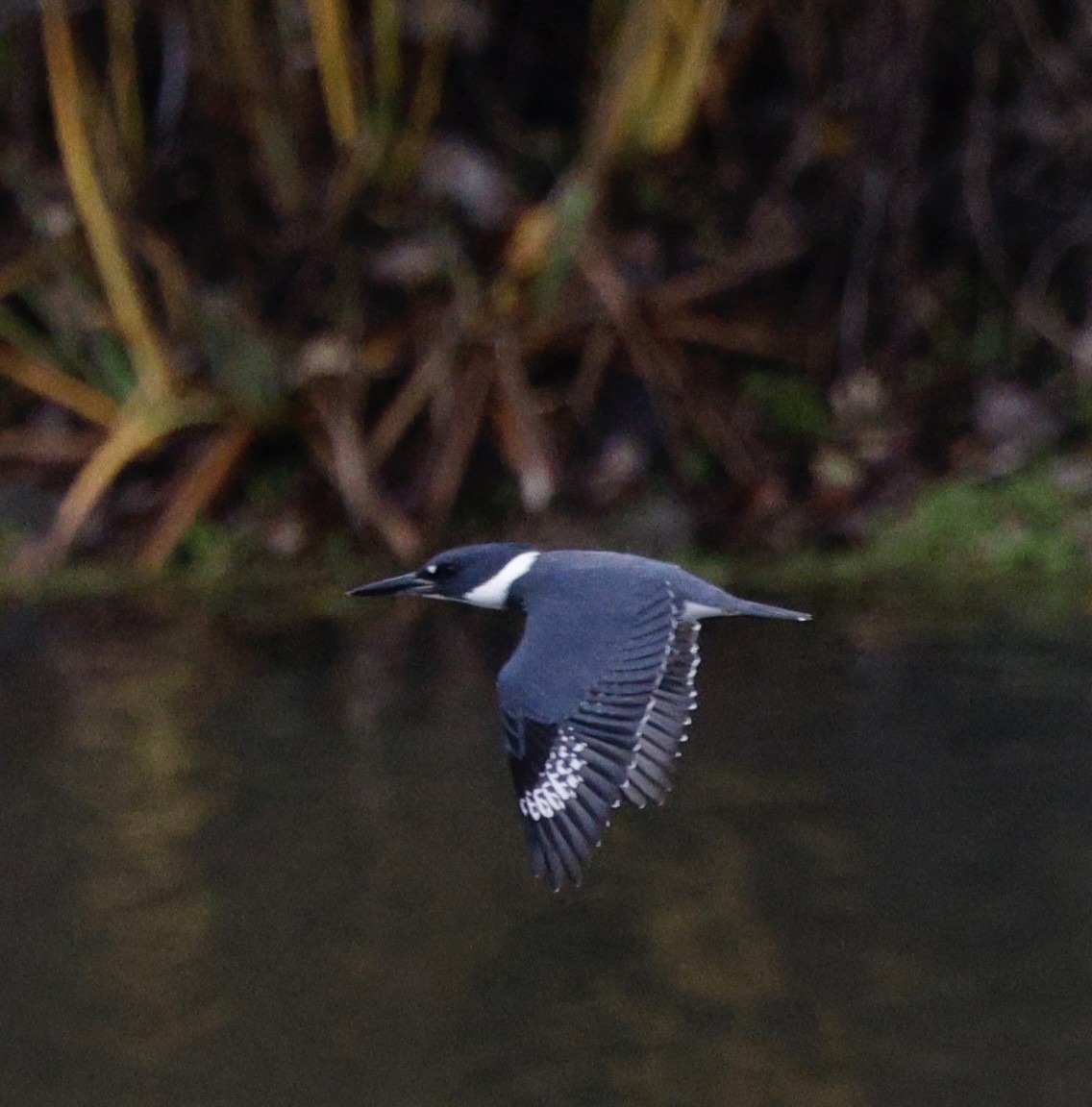 Martín Gigante Norteamericano - ML646558158