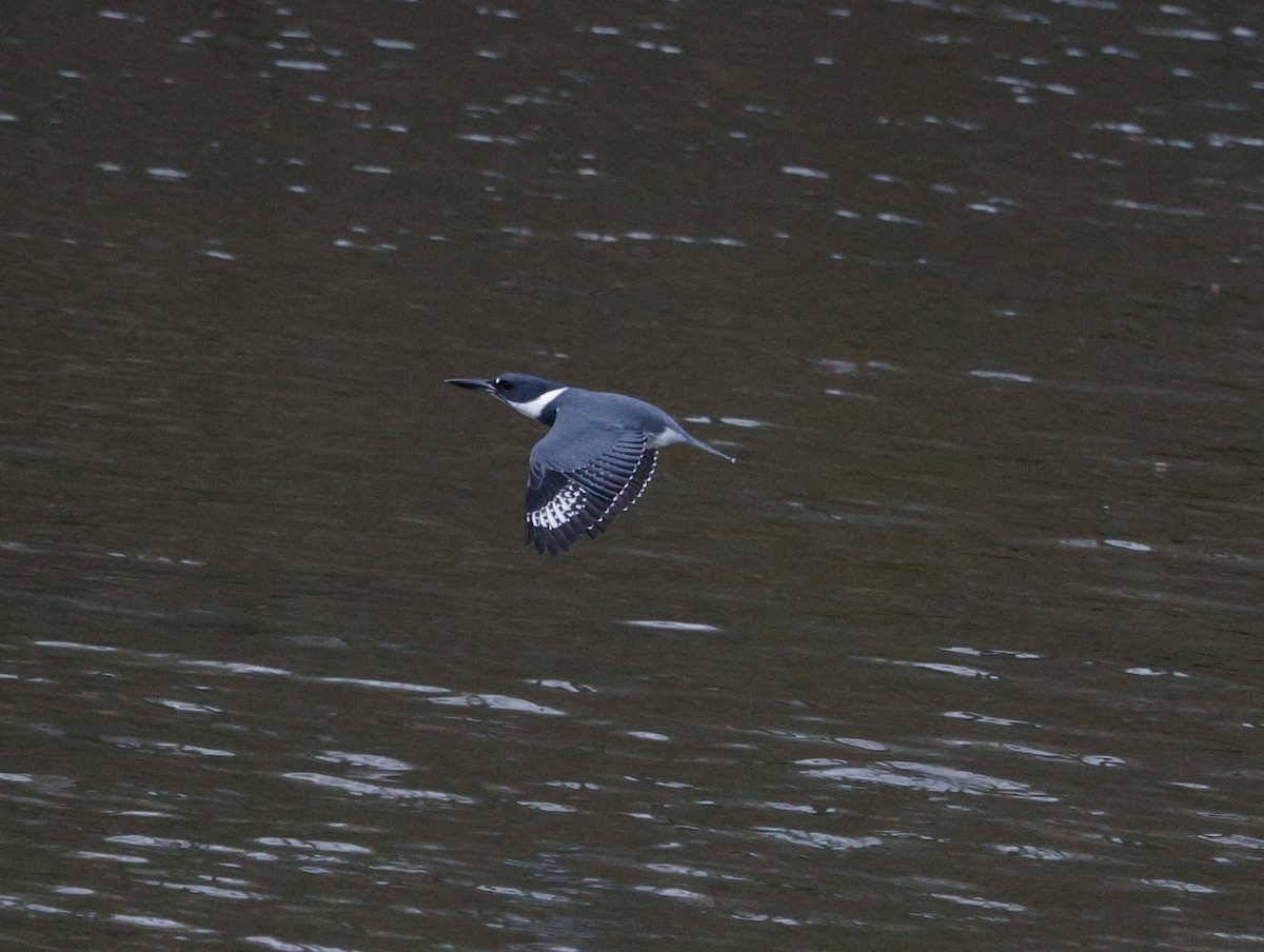Martín Gigante Norteamericano - ML646558160
