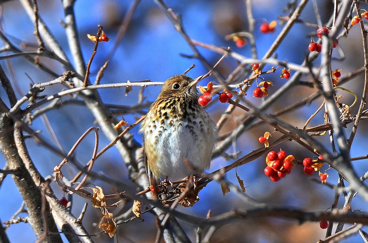 Дрізд-короткодзьоб плямистоволий - ML646558161