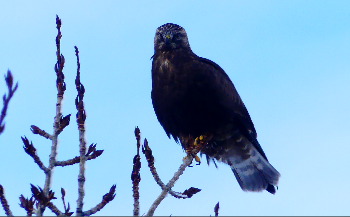 Raufußbussard - ML646558162