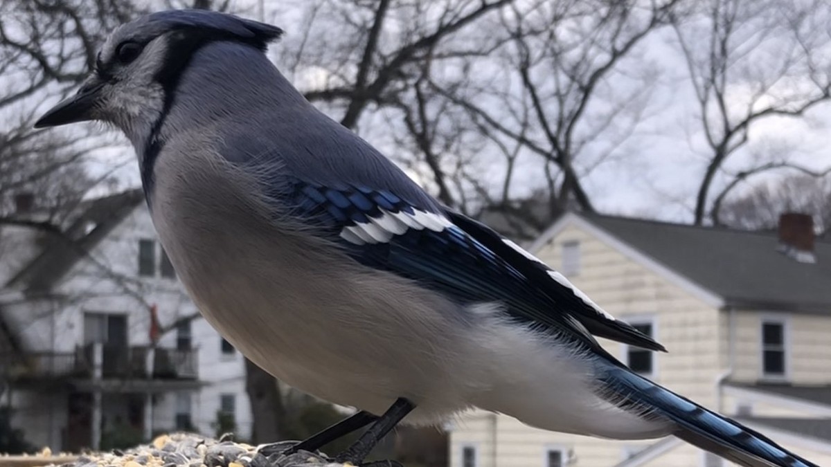 Blue Jay - ML646558166