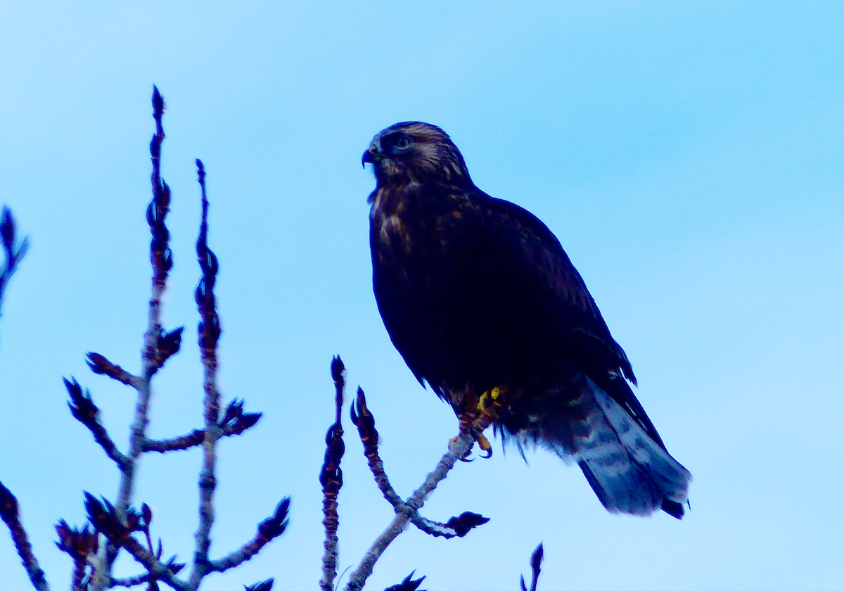 Raufußbussard - ML646558168