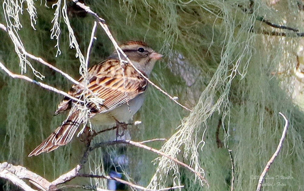 チャガシラヒメドリ - ML646558169