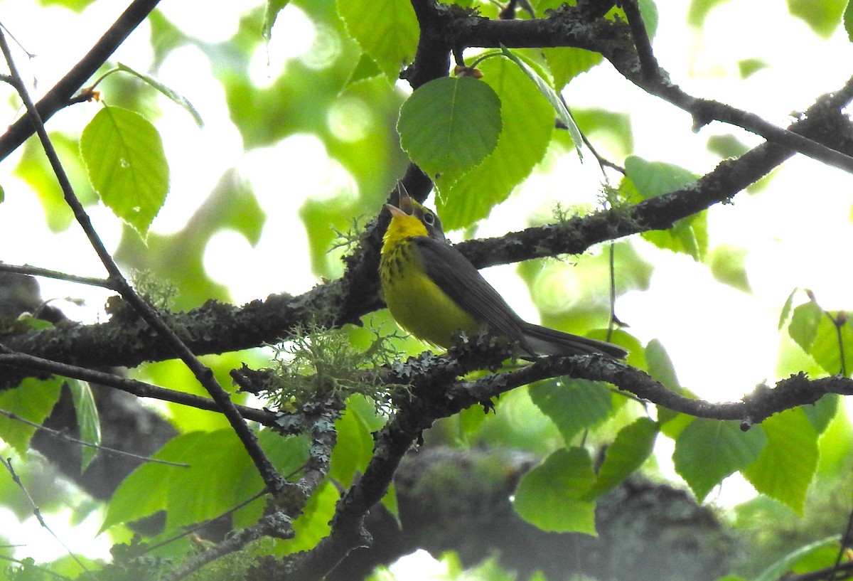 Reinita Canadiense - ML646558173