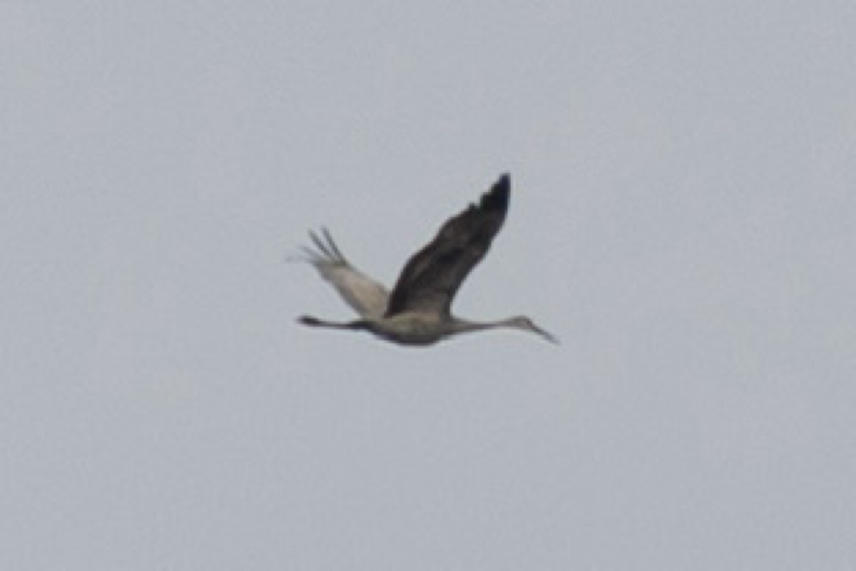 Орог тогоруу - ML646558182