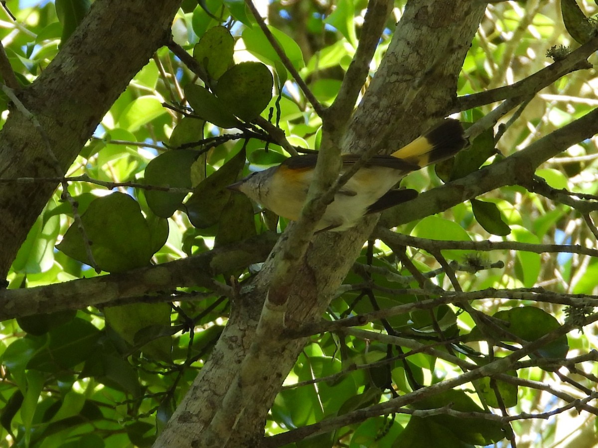 סבכון חכלילי - ML646558183