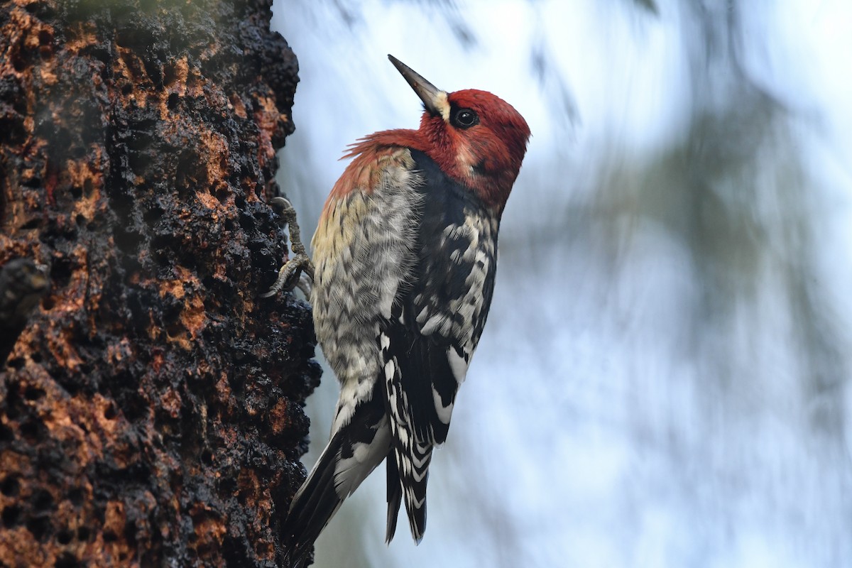 Red-breasted Sapsucker (ruber) - ML646558184